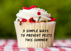 3 Simple Ways To Prevent Pests This Summer 3 Simple Ways To Prevent Pests This Summer