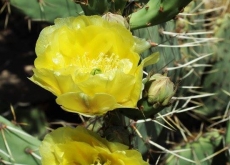 Prickly Pear Blossoms WILDFLOWERS: The Southwest Comes Alive in Spring