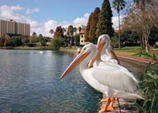 South Florida Birds Florida Birds