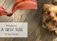 Introducing a New Dog to Your Home Introducing a New Dog to Your Home