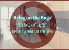 Bring on the Bugs: How to Combat the Pest Population from Your Apartment Bring on the Bugs: How to Combat the Pest Population from Your Apartment