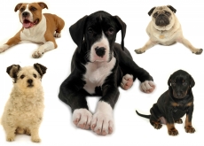 Many rescue dogs are just waiting to find you! Many rescue dogs are just waiting to find you!