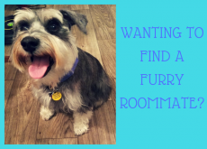 Wanting to find a furry roommate? Wanting to find a furry roommate?
