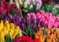 Spring Flowers for your Camden Apartment Spring Flowers for your Camden Apartment