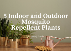 5 Indoor and Outdoor Mosquito Repellent Plants 5 mosquito repellent plants, mosquito, plants