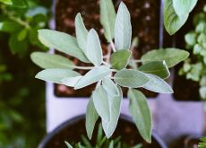 Apartment Herb Garden Apartment Herb Garden