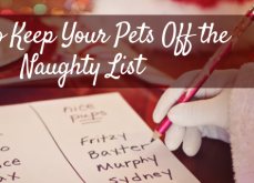 How To Keep Your Pets Off The Naughty List How To Keep Your Pets Off The Naughty List