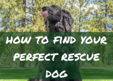 How to find your perfect rescue dog How to find your perfect rescue dog