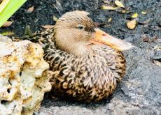 Mottle Duck Photo of a Mottle Duck or Mottle Mallard