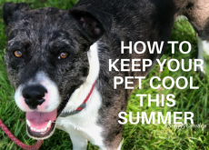 Cash the Catahoula Mix summertime, pets, how to keep pets cool during summer