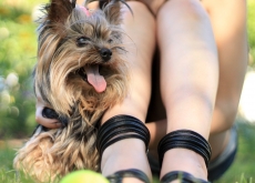 Houston Dogs: Adoptions and Adventures Houston Dogs: Adoptions and Adventures