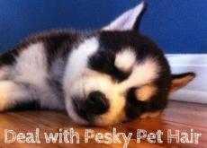 How to Deal with Pesky Pet Hair How to Deal with Pesky Pet Hair