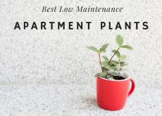 Low Maintenance Plants Apartment Home Plants