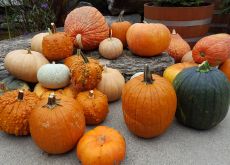 Group of pumpkins Group of pumpkins