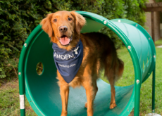 How to Keep your Pets Safe this Summer How to Keep your Pets Safe this Summer
