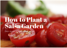 How to Plant a Salsa Garden How to Plant a Salsa Garden