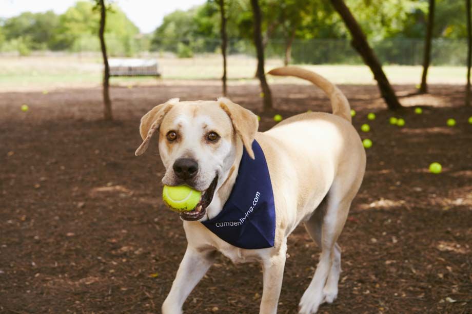 Dog Park at Camden Cedar Hills apartments in Austin, TX
