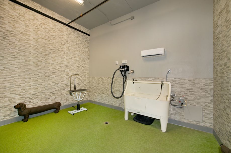 Dog Spa at Camden Highland Village townhomes in Houston, TX