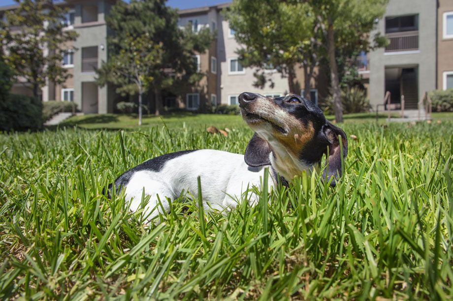 Camden Sierra at Otay Ranch pet-friendly apartments in Chula Vista, CA