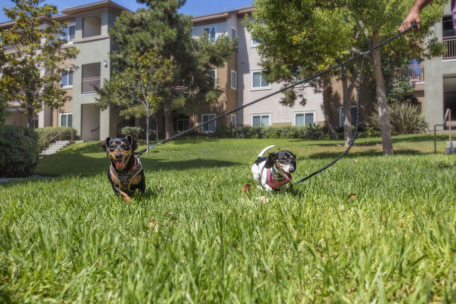 Onsite dog park at Camden Sierra at Otay Ranch apartments in Chula Vista, CA