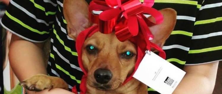 Who Rescued Who? Shelter Dog