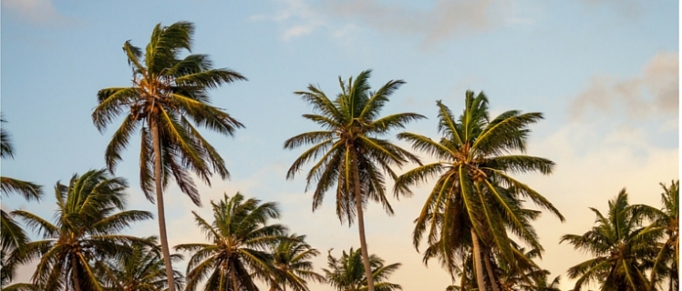 Palm Tree Sunset Palm Trees