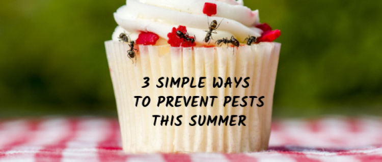 3 Simple Ways To Prevent Pests This Summer 3 Simple Ways To Prevent Pests This Summer