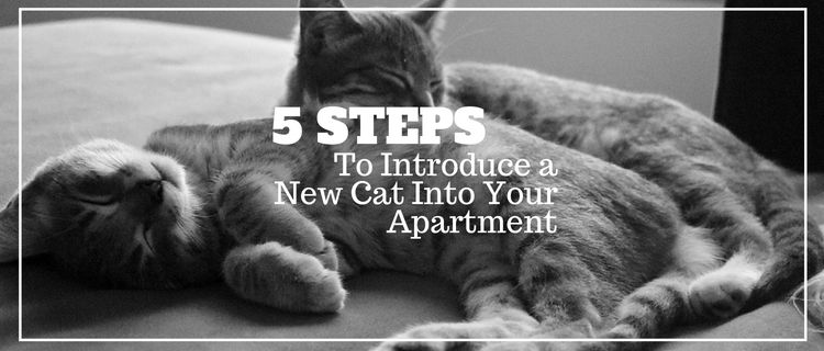 Camden residents, Chloe and Caesar, cuddling up for a quick cat nap 5 Steps to Introduce a New Cat into Your Apartment