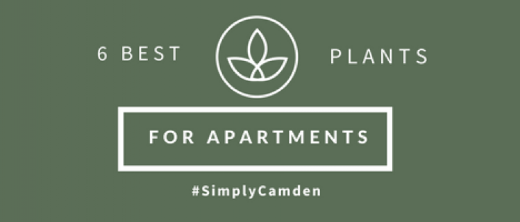 6 Best Plants For Apartments 6 Best Plants For Apartments