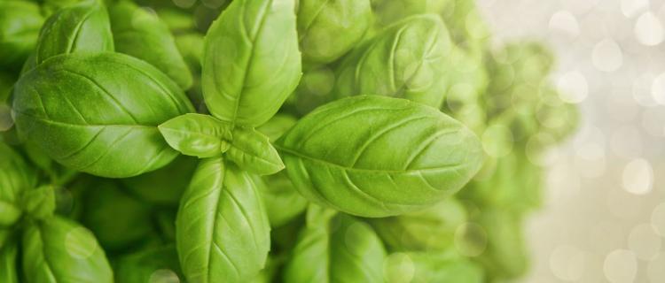How to Create an Herb Garden in an Apartment