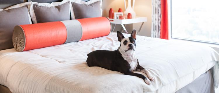 Choosing To Be A Responsible Dog Owner