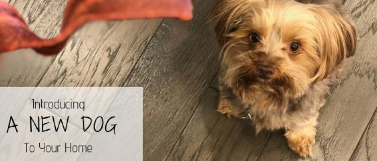 Introducing a New Dog to Your Home Introducing a New Dog to Your Home