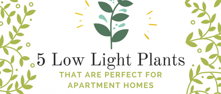 5 Low Light Plants That are Perfect for Apartment Homes 5 Low Light Plants That are Perfect for Apartment Homes
