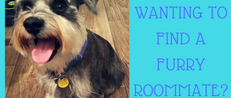 Wanting to find a furry roommate? Wanting to find a furry roommate?