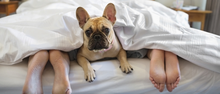 This pup loves being loved and cared for! Caring For Pets During National Pet Dental Health Month