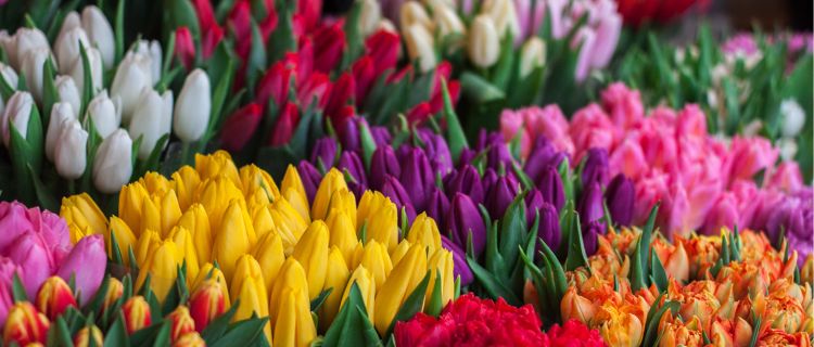 Spring Flowers for your Camden Apartment Spring Flowers for your Camden Apartment