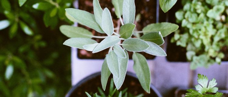 Apartment Herb Garden Apartment Herb Garden