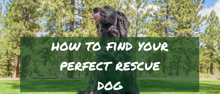 How to find your perfect rescue dog How to find your perfect rescue dog