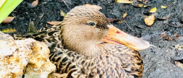 Mottle Duck Photo of a Mottle Duck or Mottle Mallard