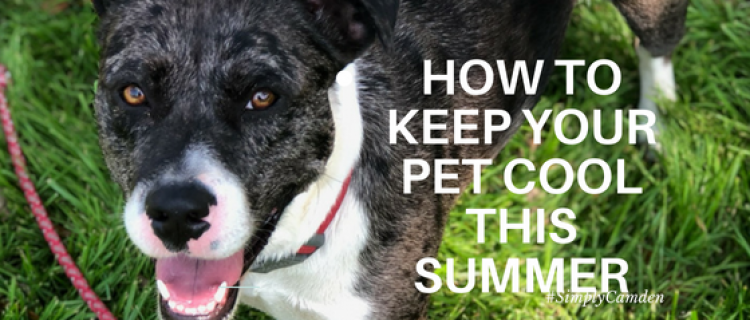 Cash the Catahoula Mix summertime, pets, how to keep pets cool during summer