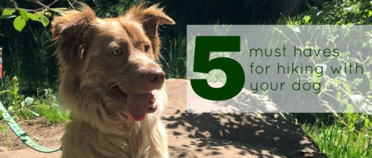 5 Must Haves for Hiking with Your Dog 5 Must Haves for Hiking with Your Dog