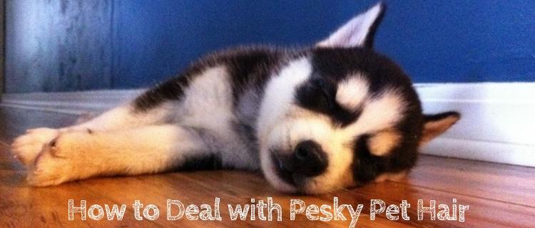How to Deal with Pesky Pet Hair How to Deal with Pesky Pet Hair