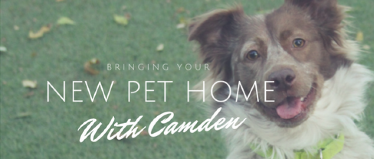 Bringing your new pet home with Camden Bringing your new pet home with Camden