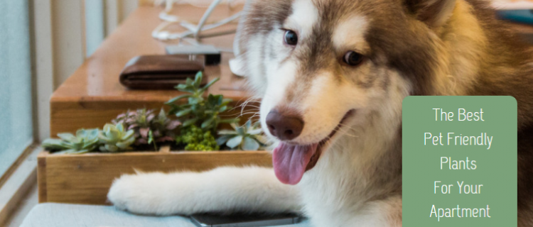 The Best Pet Friendly Plants For Your Apartment The Best Pet Friendly Plants For Your Apartment