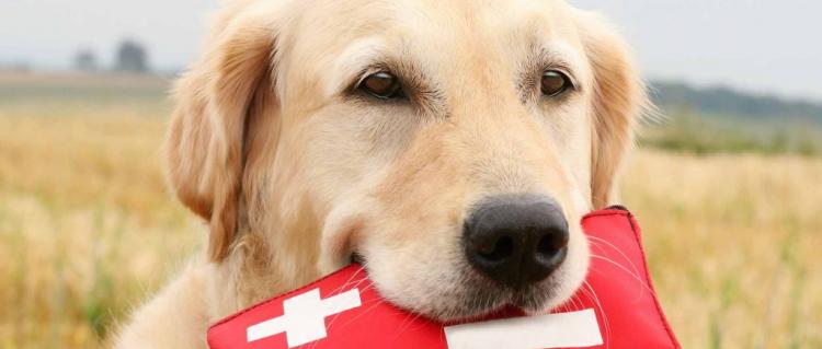 Be Prepared: Pet Edition Be Prepared: Pet Edition