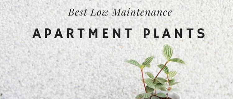 Low Maintenance Plants Apartment Home Plants