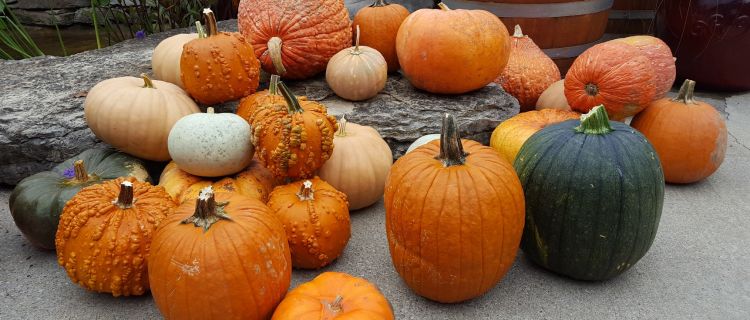 Group of pumpkins Group of pumpkins