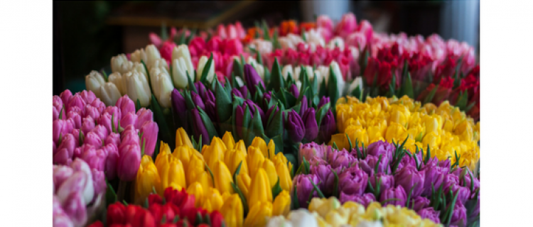 Beautiful Spring Flowers Beautiful Spring Flowers