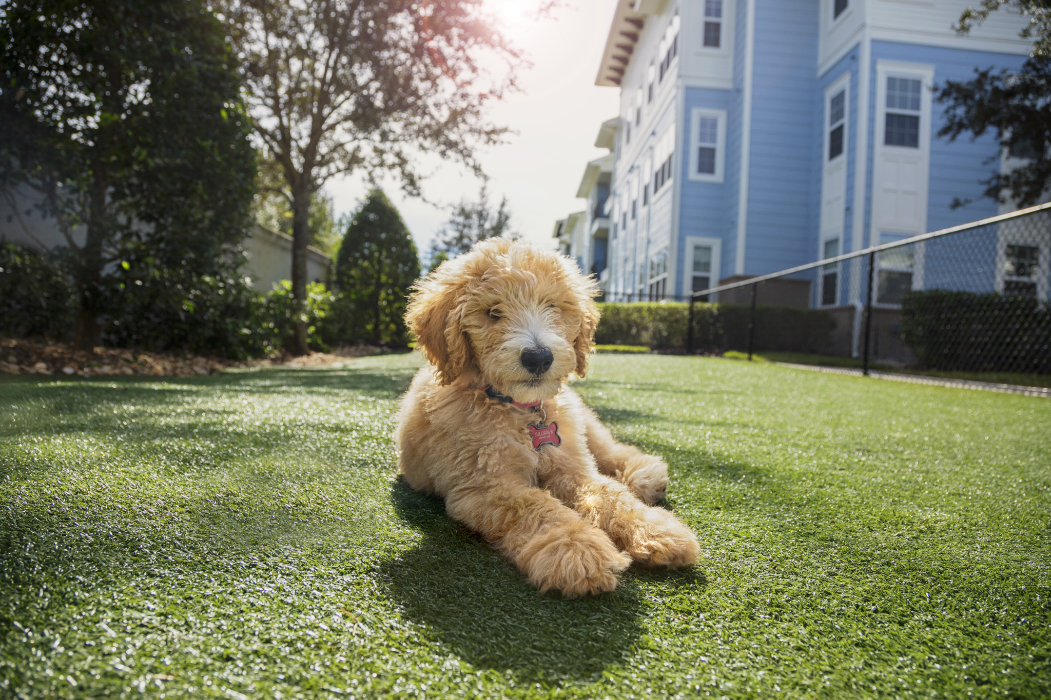 camden-lavina-apartments-orlando-fl-dog-park